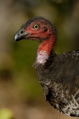 Australian Brush-Turkey