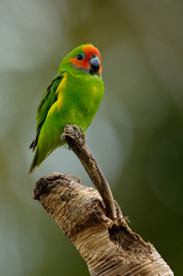Double-eyed Fig Parrot