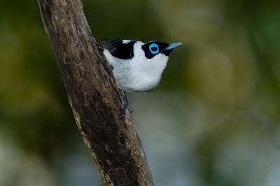Frill-necked Monarch