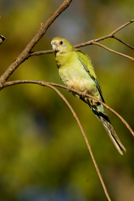 Golden-shouldered Parrot