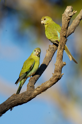 Golden-shouldered Parrot