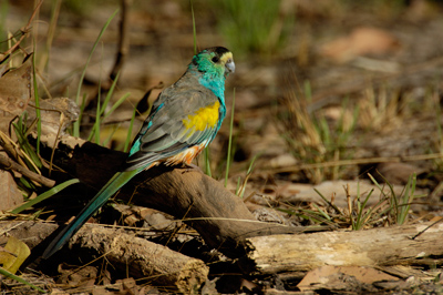 Golden-shouldered Parrot