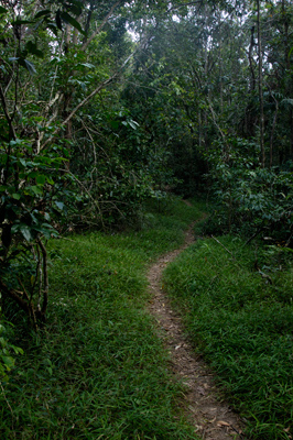 Iron Ranges rainforest
