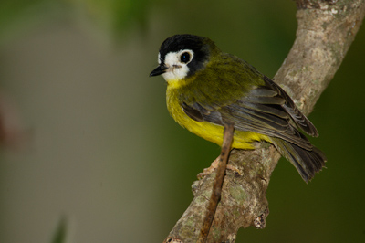 White-faced Robin