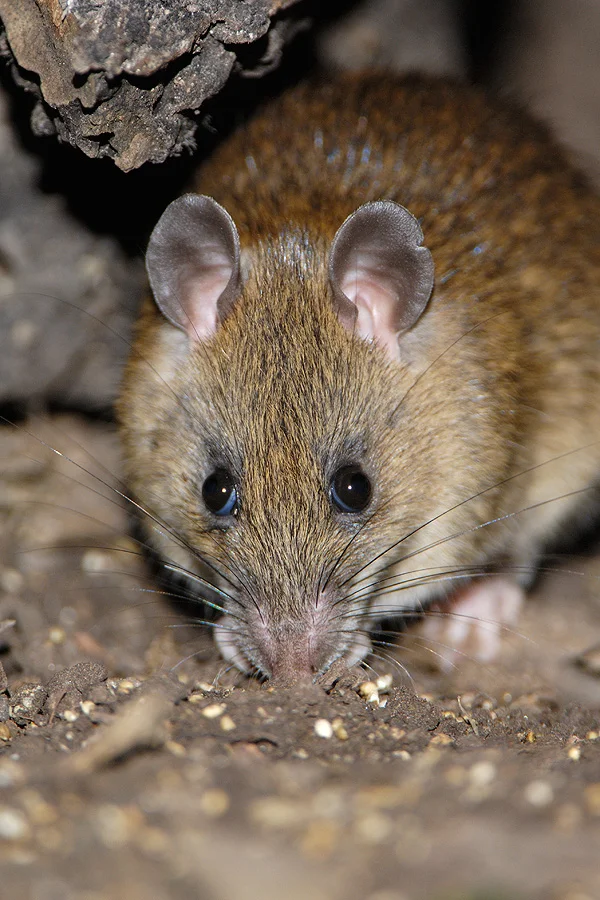 Rodentia