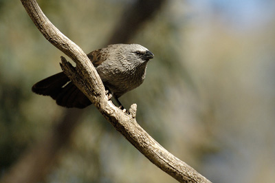 Apostlebird – Lake Cargelligo, New South Wales