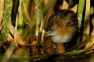 Baillon's Crake – Lake Cargelligo Sewage Works, Lake Cargelligo, New South Wales