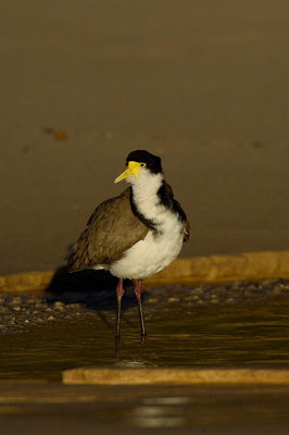 Masked Lapwing – Garrie Beach, Royal National Park, New South Wales