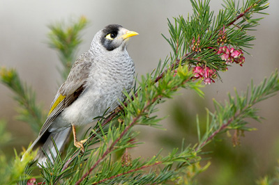 Noisy Miner – Centennial Park, Sydney, New South Wales