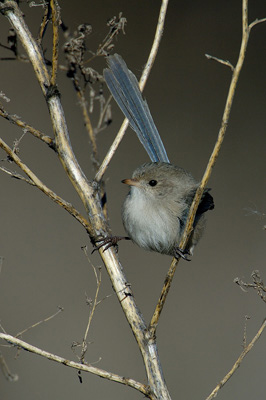 White-winged Fairy-wren – Lake Cargelligo Sewage Works, New South Wales
