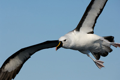Yellow-nosed and Black-browed Albatrosses – Offshore Wollongong, New South Wales