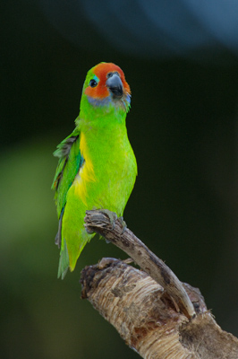 Double-eyed Fig-Parrot – Portland Roads, Cape York Peninsula, Queensland