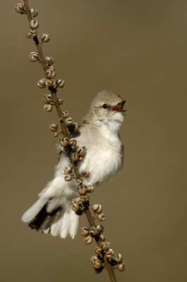 Jacky Winter – Glen Alice, Capertee Valley, Blue Mountains, New South Wales