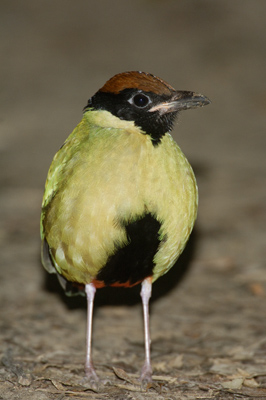 Noisy Pitta – Kingfisher Park, Julatten, Queensland