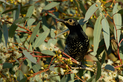 Regent Honeyeater – Glen Alice, Capertee Valley, Blue Mountains, New South Wales