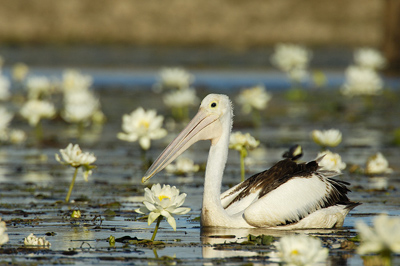 Australian Pelican – Cumberland Dam, Georgetown, Queensland