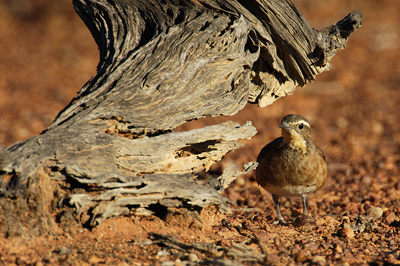 Chestnut-breasted Quail-Thrush – Nine Mile Bore, Eulo, Queensland