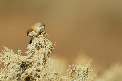 Chestnut-breasted Whiteface – Lyndhurst Station, Strzelecki Track, South Australia