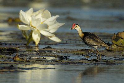 Comb-crested Jacana – Cumberland Dam, Georgetown, Queensland