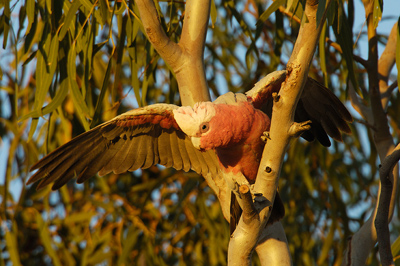 Galah – Diamantina National Park, Queensland
