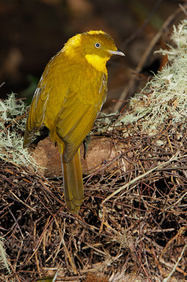 Golden Bowerbird – Paluma, Queensland