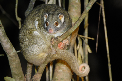 Green Ringtail Possum – Cathedral Fig Tree National Park, Atherton Tableland, Queensland