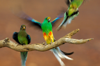 Mulga Parrots – Nine Mile Bore, Eulo, Queensland