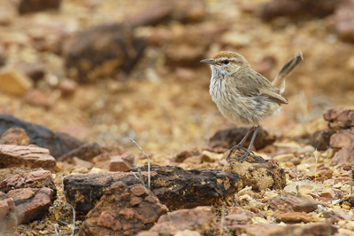 Rufous Fieldwren – Lyndhurst Station, Strzelecki Track, South Australia