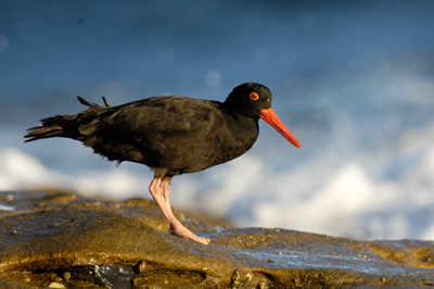 Sooty Oystercatcher – Moffit Beach, Sunshine Coast, Queensland
