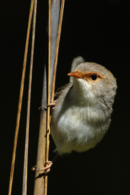 Superb Fairywren – Brushy Mountain Campground, Werrkimbe National Park, New South Wales
