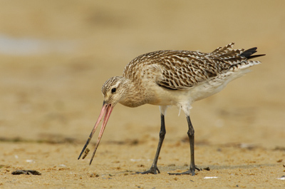 Bar-tailed Godwit – The Entrance, New South Wales