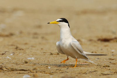 Little Tern – The Entrance, New South Wales