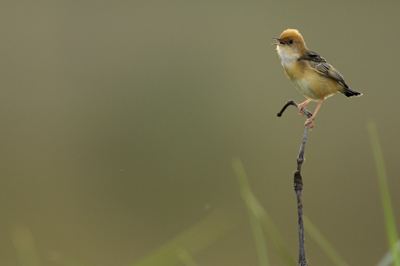 Golden-headed Cisticola – Pitt Town Lagoon, Pitt Town, New South Wales