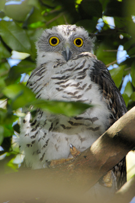 Powerful Owl – Chatswood, Sydney, New South Wales