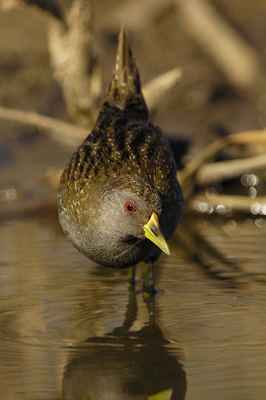 Australian Spotted Crake – Cambell's Swamp, Griffith, New South Wales