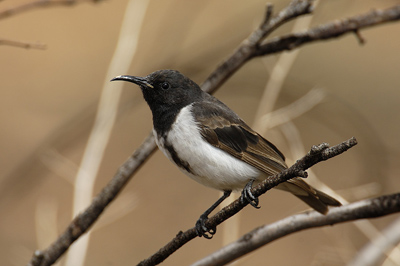 Black Honeyeater – Gama, Victoria