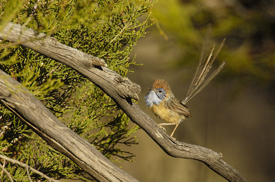 Mallee Emuwren – Hattah-Kulkyne National Park, Victoria