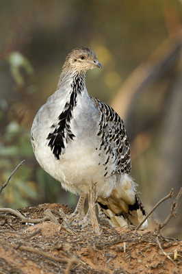 Malleefowl – Wandown Nature Reserve, Victoria