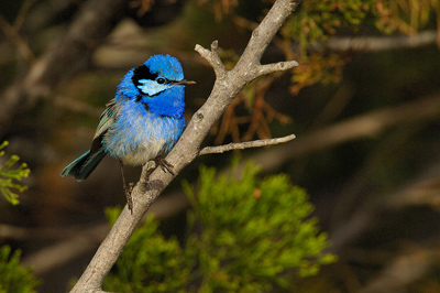 Splendid Fairywren – Wyperfield National Park, Victoria