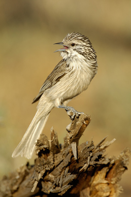 Striped Honeyeater – Yanco, New South Wales