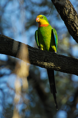Superb Parrot – Yanco, New South Wales