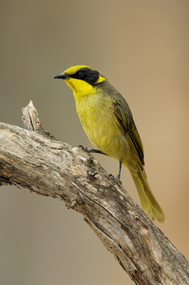 Yellow-tufted Honeyeater – Cyanide Dam, Chiltern National Park, Victoria