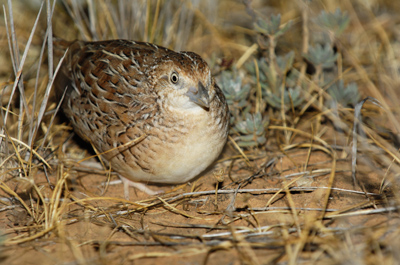 Little Buttonquail – Terrick Terrick National Park, Victoria