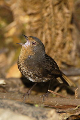 Pilotbird – Starling Gap, Yarra Ranges, Victoria