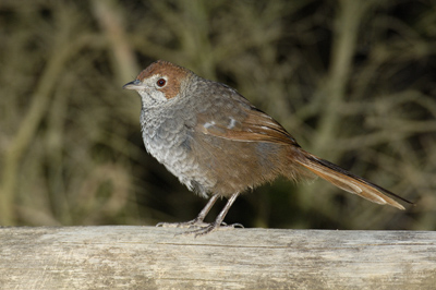 Rufous Bristlebird – Airey's Inlet, Great Ocean Road, Victoria