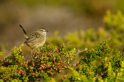 Striated Fieldwren – The Grotto, Great Ocean Road, Victoria
