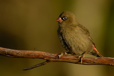 Beautiful Firetail – Melaleuca, Southwest National Park, Tasmania