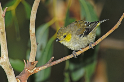 Forty-spotted Pardalote – Peter Murrell Conservation Area, Kingston, Tasmania