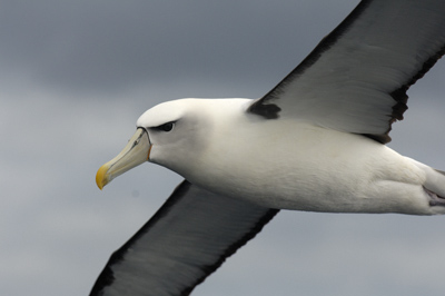 Shy Albatross – Pelagic Waters off Eaglehawk Neck, Tasmania