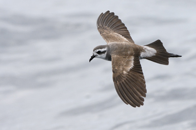 White-faced Storm-Petrel – Pelagic Waters off Eaglehawk Neck, Tasmania